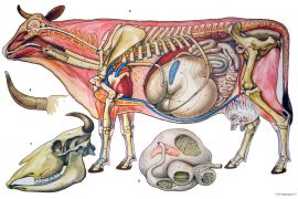 Предметная олимпиада по анатомии и физиологии животных