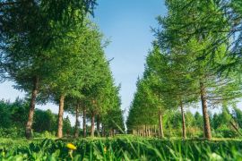 Всероссийская научно-практическая конференция «Практические аспекты ведения лесного хозяйства и использования лесов»