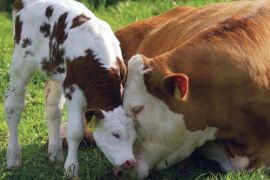 Повышение продуктивности крупного рогатого скота на современном этапе хозяйствования