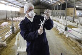 Организация и проведение искусственного осеменения в молочном скотоводстве