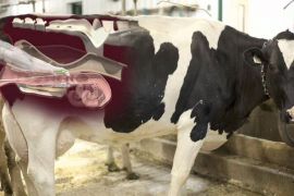 Организация и проведение искусственного осеменения в молочном скотоводстве