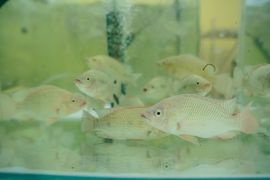 Организация и технология товарного выращивания  объектов аквакультуры (рыбоводство)